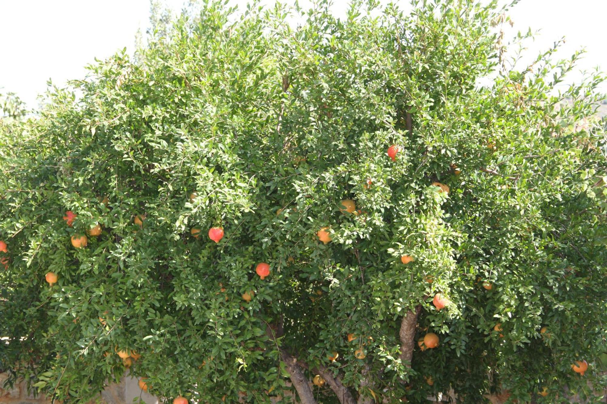 נאפפליו Αριων Village & Suites מראה חיצוני תמונה