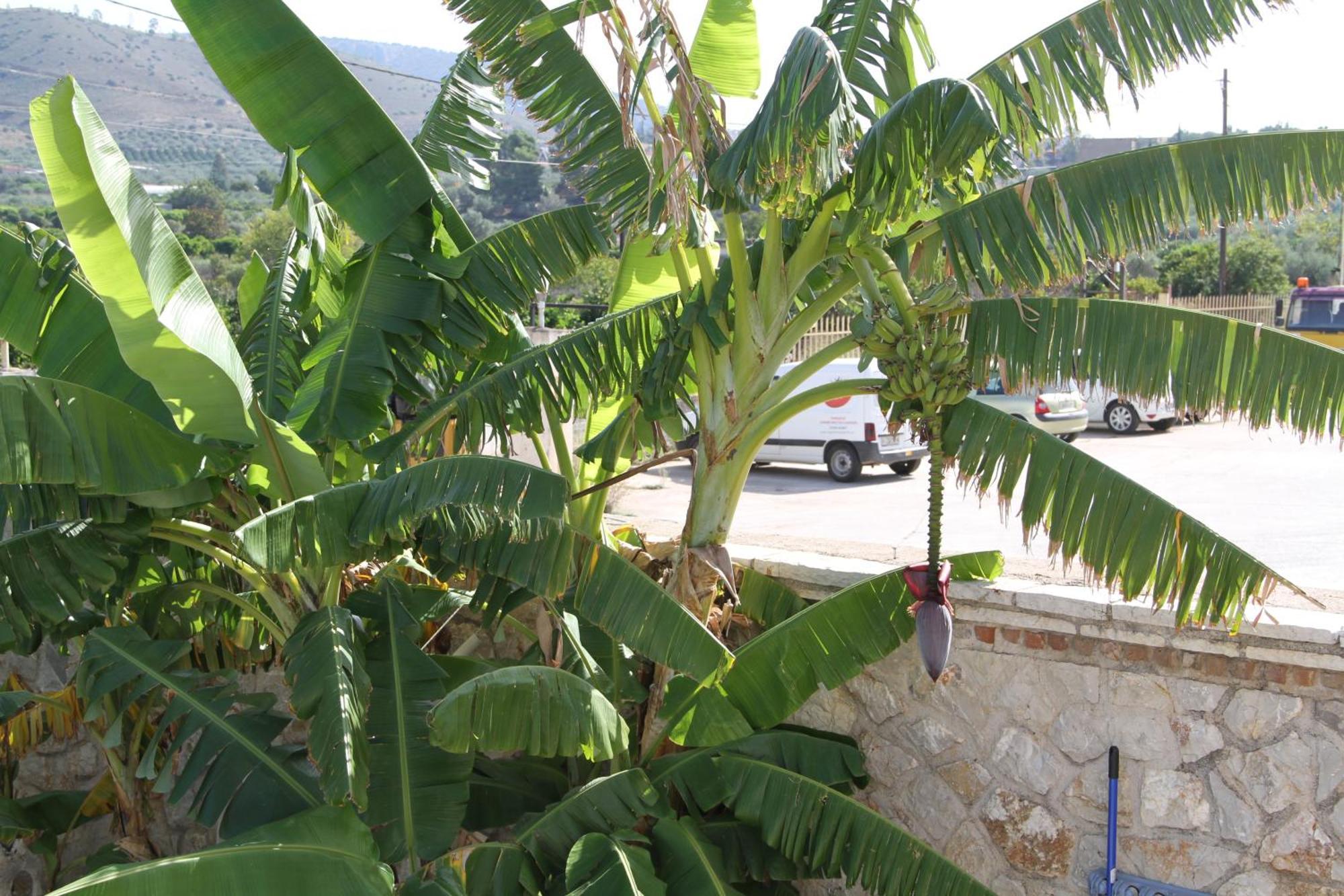 נאפפליו Αριων Village & Suites מראה חיצוני תמונה
